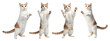 © MdShuvo - Playful white and orange cats standing on hind legs with paws raised and a curious expression isolated on a transparent background