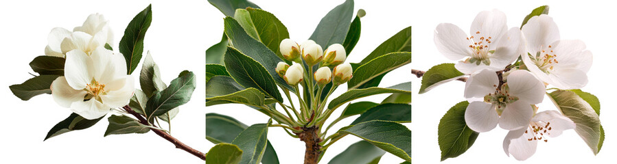 Fototapete - The image features a pear and spring flowers isolated on white, complete with a clipping path
