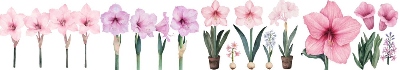 Aufkleber - A watercolor botanical painting depicting a set of pink flowers, including hyacinths, lilies, and amarilis, isolated on a white background
