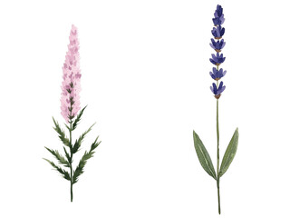 Aufkleber - In a gorgeous botanical painting, hand-drawn lavender flowers with a fragrant scent are illustrated in watercolor on an isolated white background