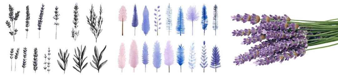 Aufkleber - A hand drawing of lavender flowers with a fragrant scent is presented in a botanical painting, utilizing watercolor illustration on a solitary white background