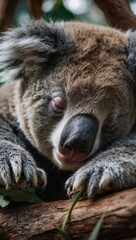 Wall Mural - Close-up of a sleeping koala bear