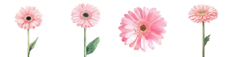 Aufkleber - Against a white background, an isolated pink gerbera flower is shown alongside a delicate spring watercolor daisy