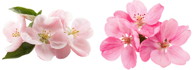 Fototapete - Blooming spring flowers are shown isolated on a white background
