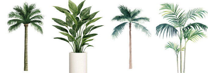 Fototapete - The watercolor botanical illustration shows a palm tree and a dracaena isolated on a plain white background
