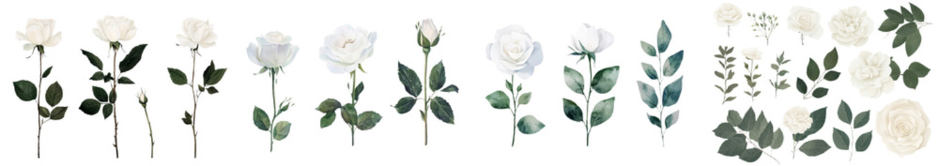 Poster - The illustration features a white rose with its leaves, rendered in watercolor and presented as a botanical artwork on a simple background