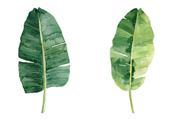Fototapete - A watercolor botanical illustration features tropical flora, with palm leaves, on a clean white background with no other elements
