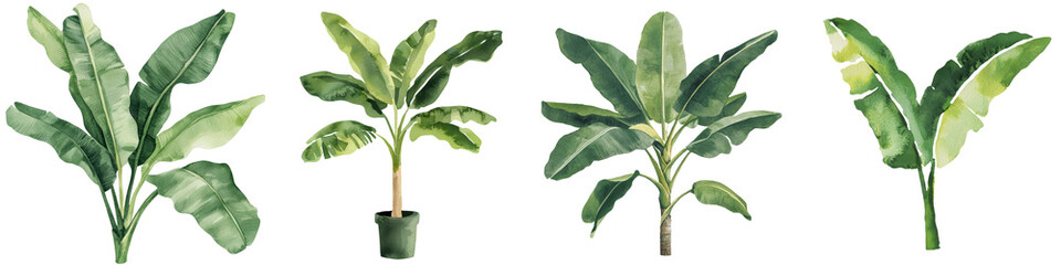 Poster - A watercolor illustration on a white background depicts banana palms and palm leaves, incorporating jungle design elements