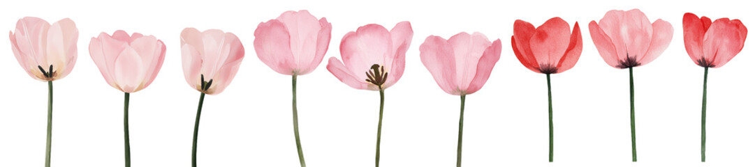 Poster - Tulips and flowers are beautifully rendered in a watercolor drawing on a white isolated background, showcased in a botanical painting that embodies the essence of spring flora