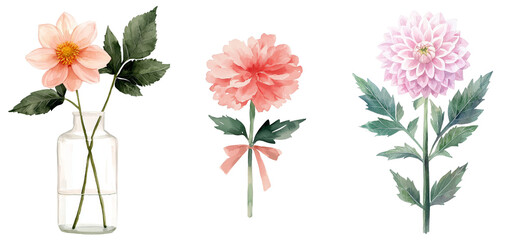 Poster - Dahlia flower watercolor illustration, depicted in a botanical style on a white background