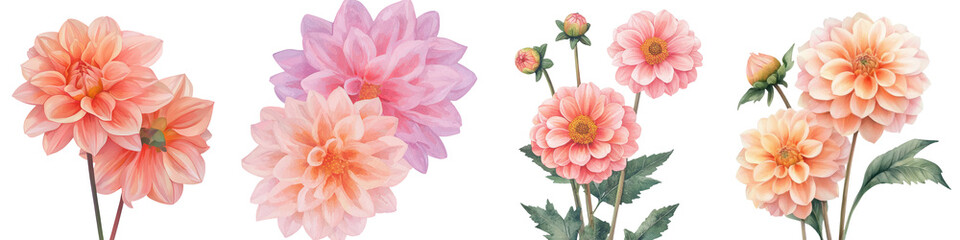 Poster - Vibrant dahlia flowers are beautifully arranged in a bouquet, illustrated in watercolor on a clean white background with a botanical twist