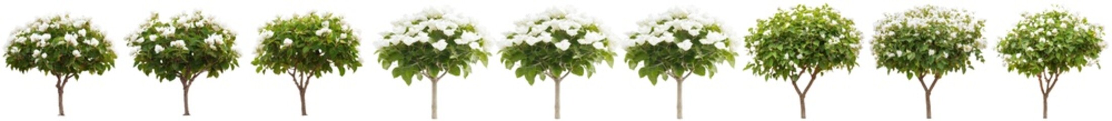 Poster - A white background provides a clean backdrop for a bougainvillea bush, accompanied by copy space and a clipping path