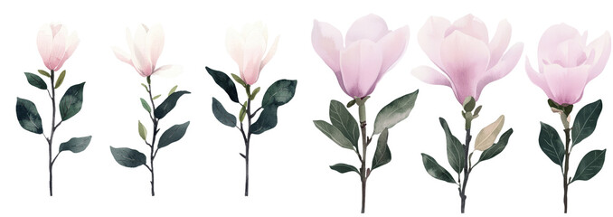 Aufkleber - A collection of magnolia flowers is set against an isolated white background in a watercolor floral design
