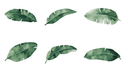 Fototapete - A watercolor illustration of palm leaves on a white background showcases tropical flora in a jungle design, along with a set of plants
