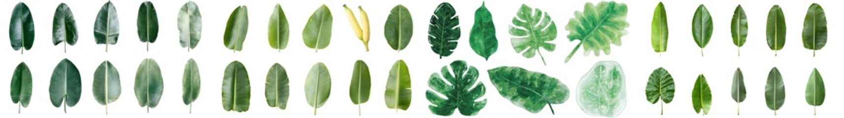 Poster - Palm leaves and tropical flora are illustrated in a hand-drawn botanical artwork on an isolated white background, complete with a set of watercolor plants