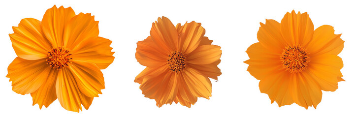 Poster - Orange cosmos is isolated on a transparent background using generative AI