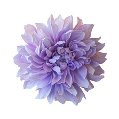 Poster - isolated purple chrysanthemum on a transparent background created by generative ai
