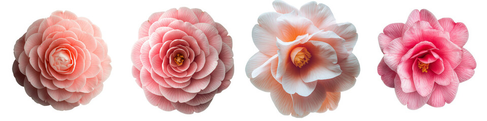 Poster - The image of a Pink Camellia flower on a transparent background was generated using ai