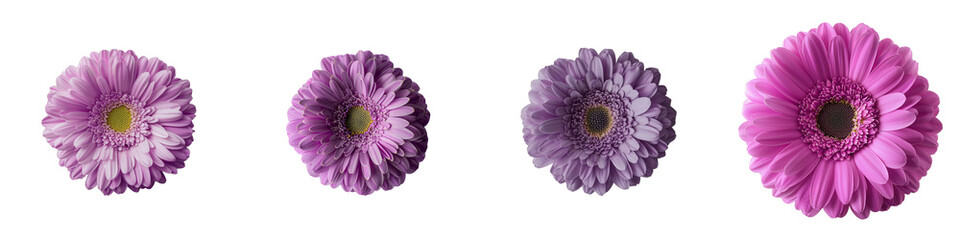 Poster - On a transparent background, a purple gerbera flower stands alone, generated by stock