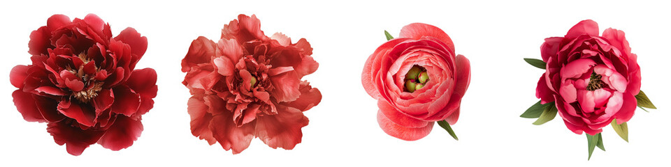 Fototapete - On a transparent background an isolated red Peony was generated by ai