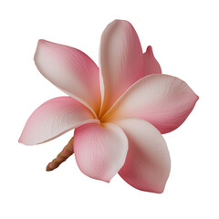 Poster - On a transparent background, a pink frangipani flower is shown in isolation, generated using advanced AI techniques