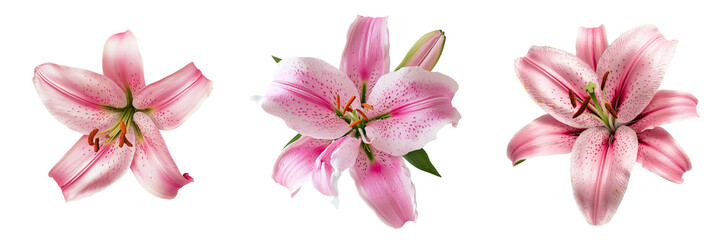 Aufkleber - On a transparent background, isolated pink lilies are generated using AI