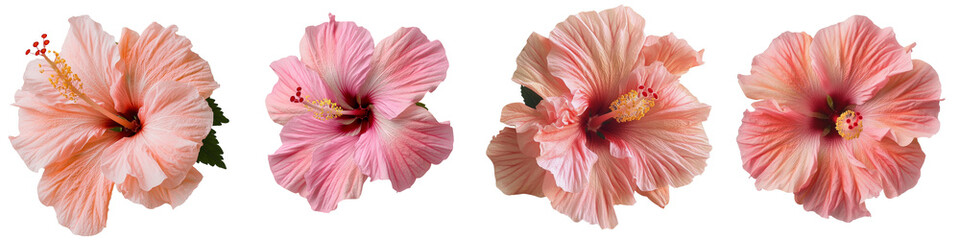 On a transparent background, a pink hibiscus flower is shown in isolation, generated using stock techniques