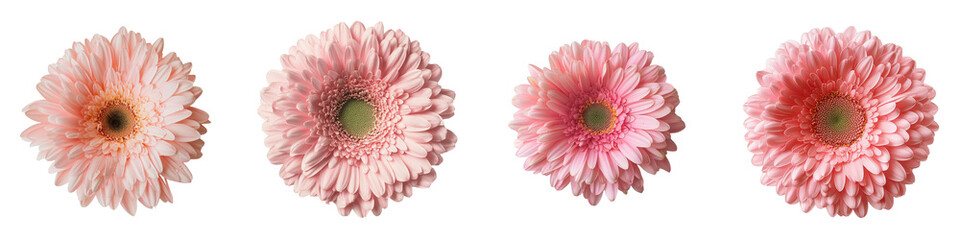 Fototapete - On a transparent background, a pink gerbera flower is prominently displayed, having been generated by Generative Ai