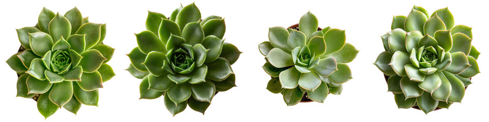 Poster - On a transparent background, a single succulent plant is depicted, the result of Generative Ai technology