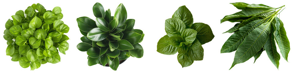 Poster - Generative Ai has produced an image of a single green leaf against a clear transparent background