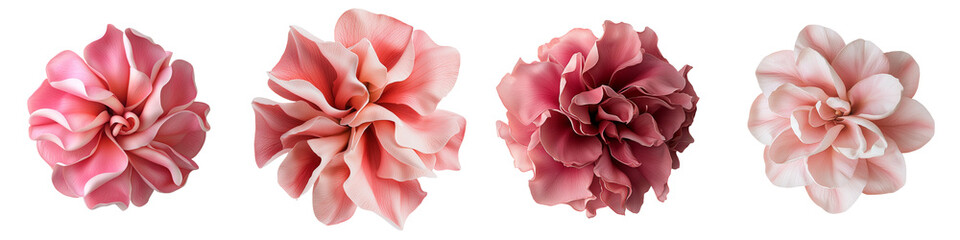 Poster - Generative Ai has created an image of Plumeria isolated on a transparent background
