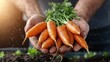 ©  Shomixer - A pair of hands cradles an assortment of freshly harvested carrots, highlighting the fruits of labor and the deep connection humans have with agriculture and nature.