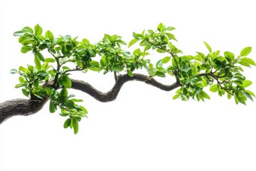 A bonsai tree branch with vibrant green leaves against a bright white seamless background studio shot