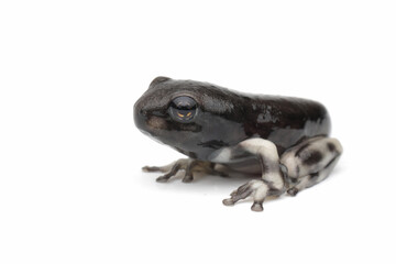 Wall Mural - amazon milk frog (trachycephalus resinifictrix) tadpole on isolated background