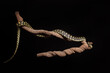 © Austockphoto - Jungle Python in studio