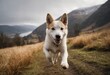 © Alessandro - canaan dog running outdoors in the countryside, purebred doggy playing outside in the meadown, breed of hairy friend outdoor