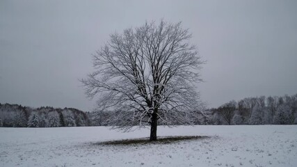 Wall Mural - snow-covered tree stands alone in a winter landscape at a serene field