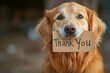 © Shakhnoza - Dog wearing a 'thank you' sign on face, looking at the camera with a joyful expression.