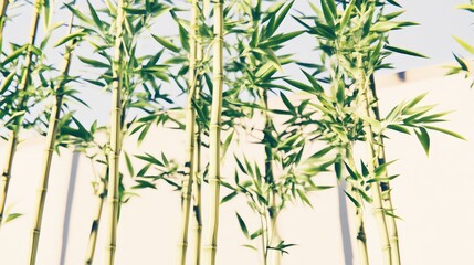 Wall Mural - Bamboo stalks against a white wall reaching skyward. Fresh, serene scene