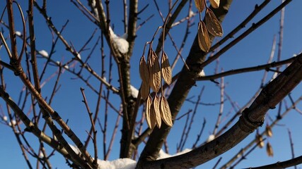 Wall Mural - winter branches display dry leaves against vibrant blue sky