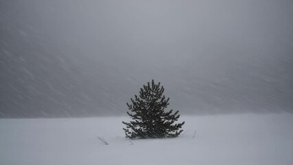 Wall Mural - snowstorm blankets a lone tree in a winter landscape at a remote location