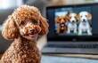 © Velar - From the back, a dog engages in a video call with other dogs. The group of pets holds an online meeting on a laptop, set against a soft, out-of-focus office backdrop. The scene playfully depicts dogs