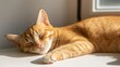 © ahmed - National Pet Day, Adorable Ginger Cat Napping Peacefully in Sunbeam Domestic Pet Sleeping