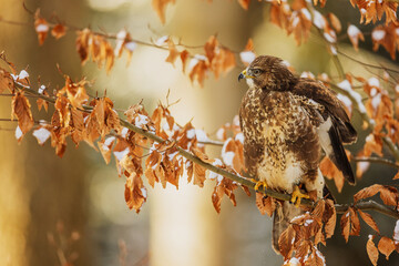 common buzzard (buteo buteo) on a beech tree with snow