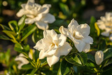 Elegant Gardenia Blooms in Golden Hour Light displaying floral detail