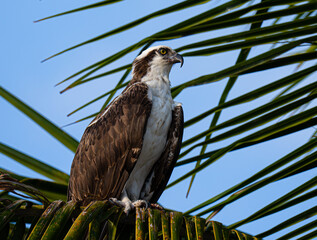 osprey in palm tree