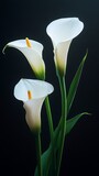 White calla lily flowers isolated on black background