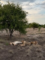 lions