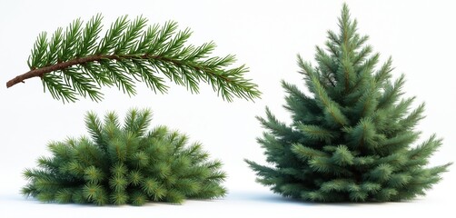 Isolated image of Douglas fir tree, its branches and bush on white background. Plant details, green needle leaves, trunk, natural growth. Eco, nature, environment, botany, flora for design.