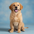 © Olee' Stock  - A retriever puppy 2 months